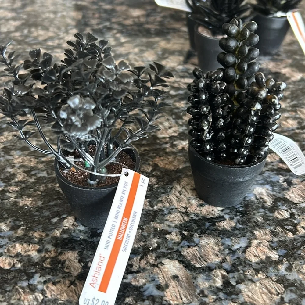 ASHLAND ASSORTED MINI POTTED SUCCULENT PLANTS LOT OF 11 NWT